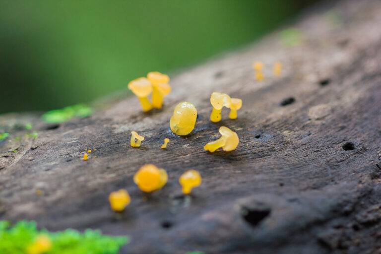 Des petits oeufs jaune dans la terre