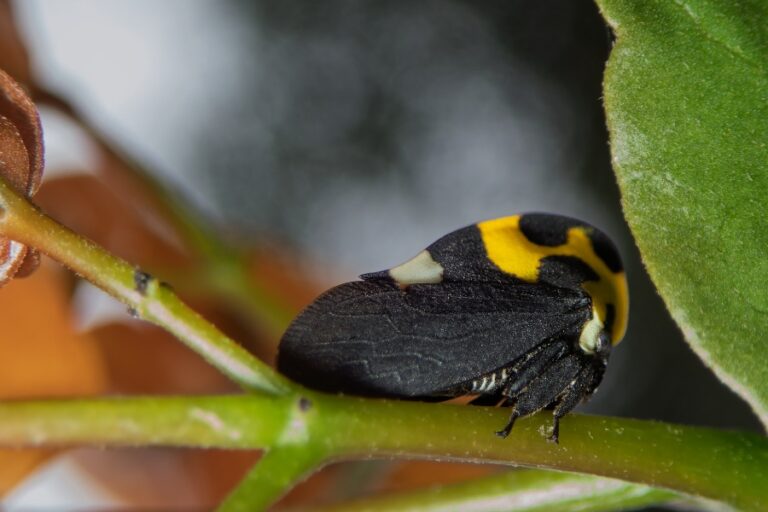 Petit insecte sur le carrelage de la cuisine, ombre légère derrière lui