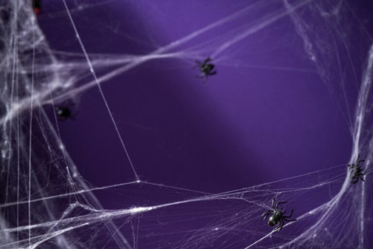Groupe d’araignées sur une toile en coin, perspective depuis le sol vers le plafond