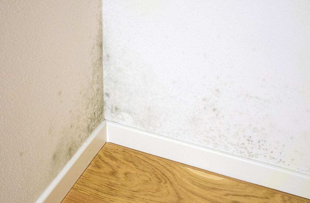 Une moisissure noire dans le coin du mur