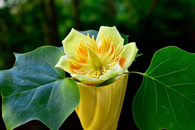 Une jolie fleur jaune d'un tulipier