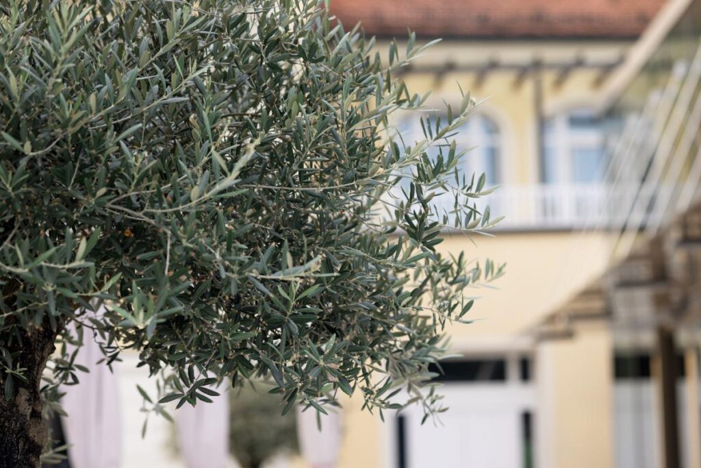 Un olivier planté dans le jardin devant une maison