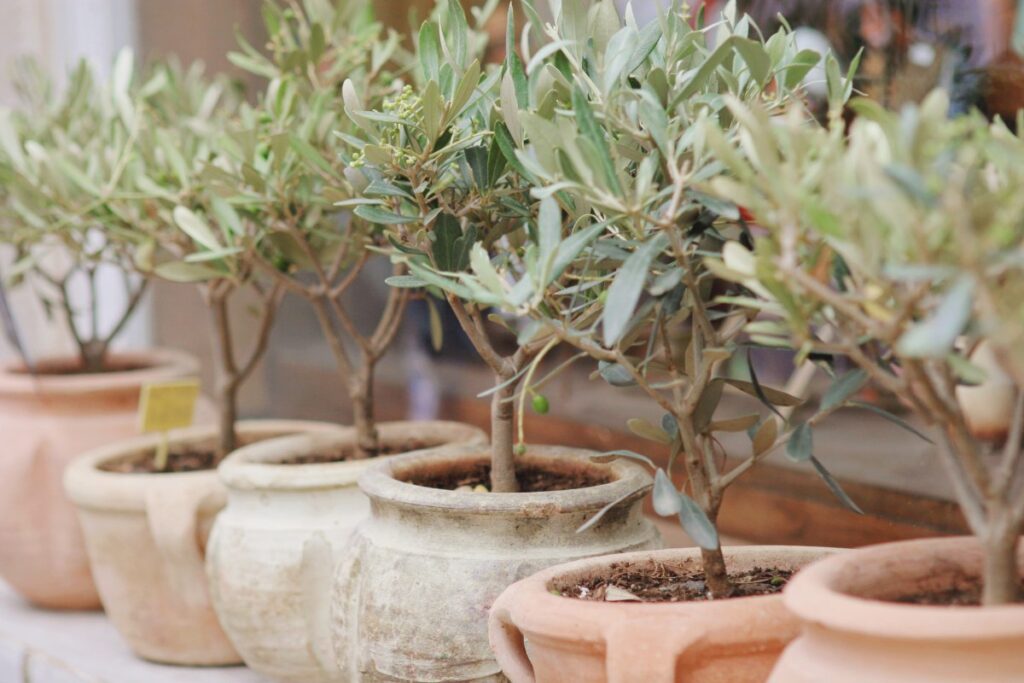 Des oliviers plantés dans des pots 