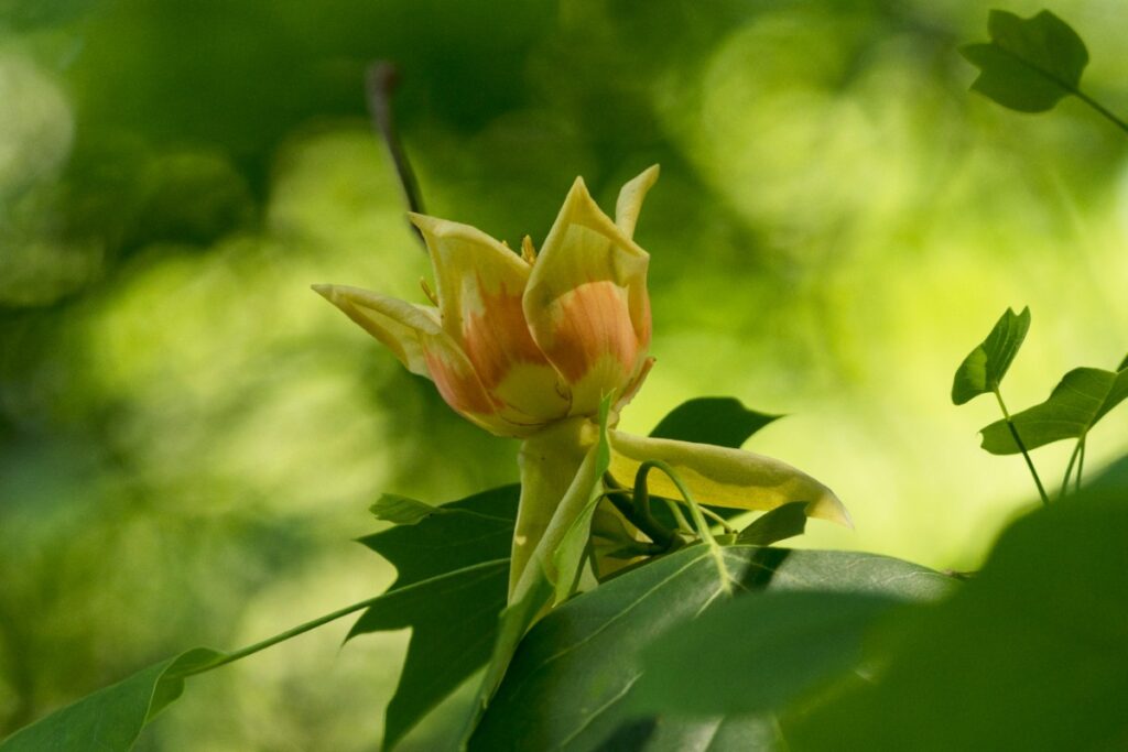 Une plante de tulipier dans un jardin