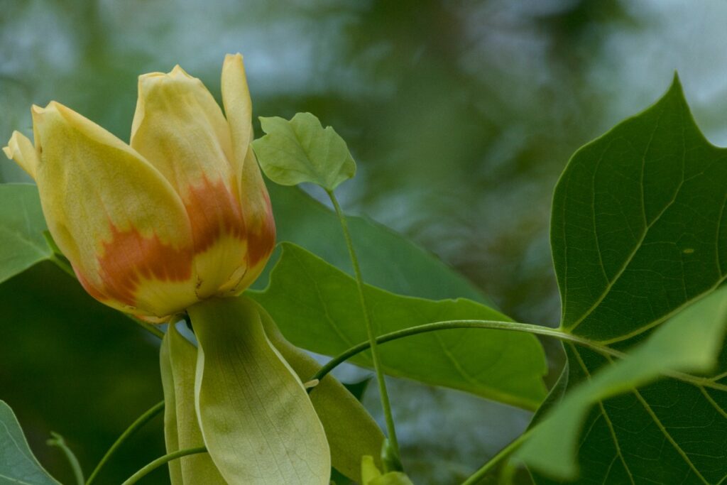 Une plante de tulipier en pleine floraison