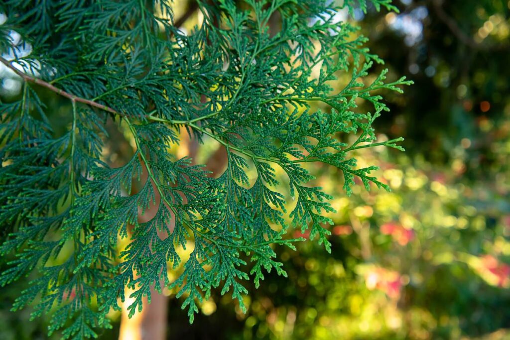 Feuilles de cyprès planté dans le jardin