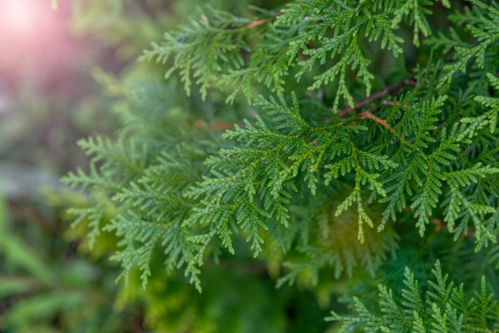 Des feuilles vertes d'un cyprès