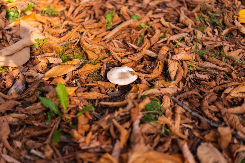 Des copeaux de bois dans le jardin
