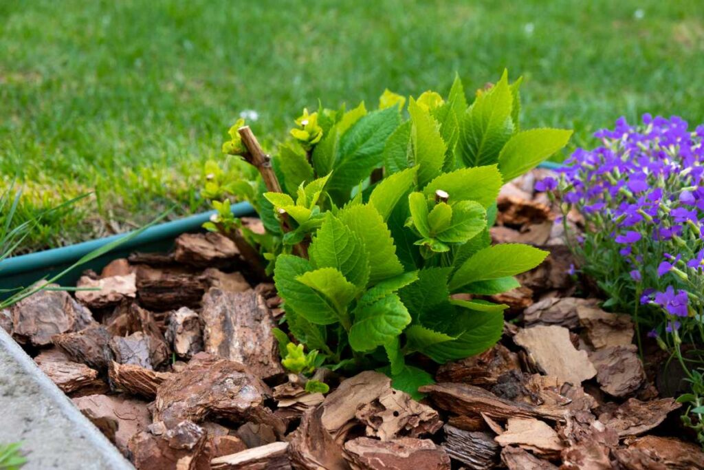 Une plante d'hortensia dans le jardin