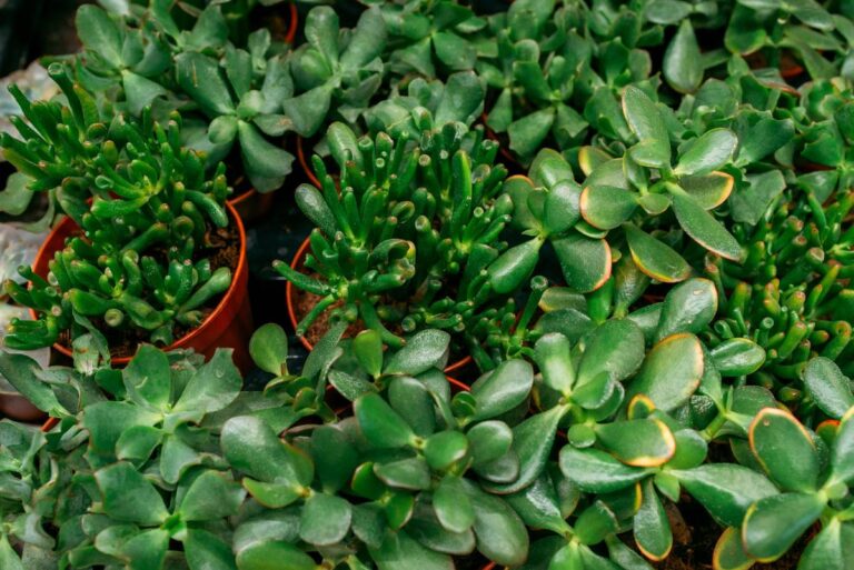 Feuilles vertes d'une plante de jade dans le jardin