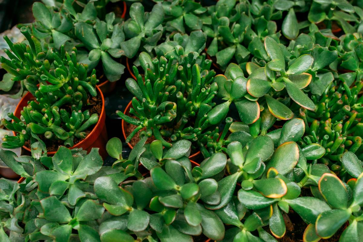Feuilles vertes d'une plante de jade dans le jardin