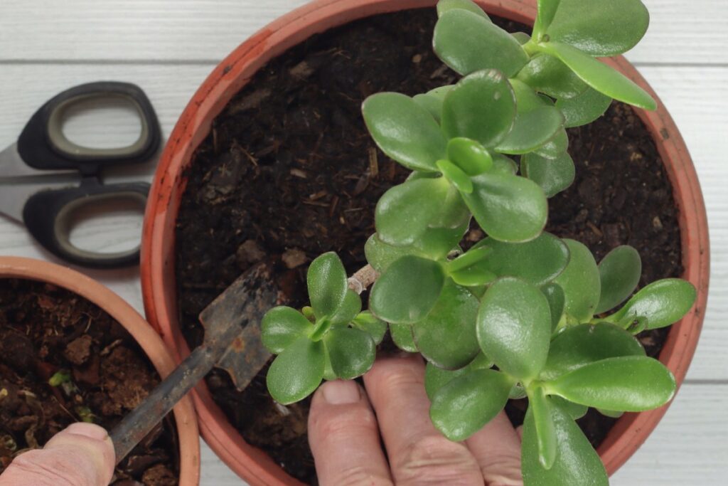 Mains plantant un jade dans un pot