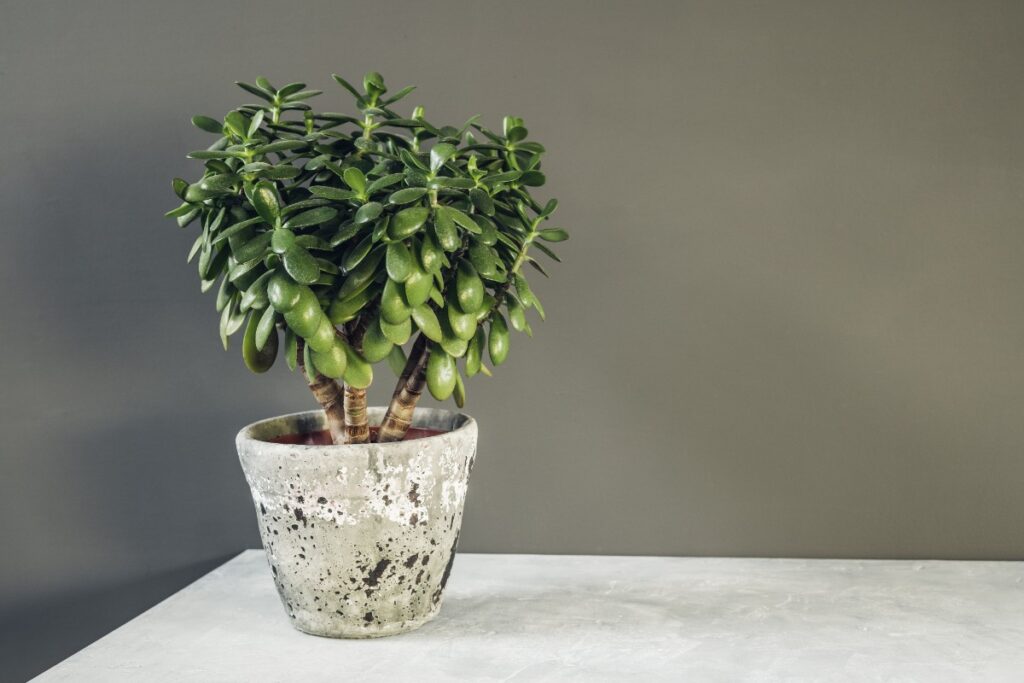 Une plante de jade dans un pot