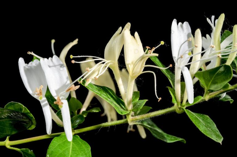 Une branche avec des feuilles vertes et des fleurs de chèvrefeuille