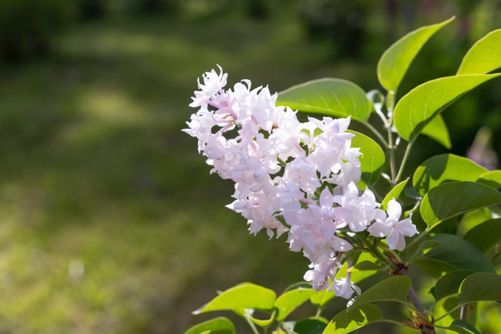 Une branche de lilas en fleurs
