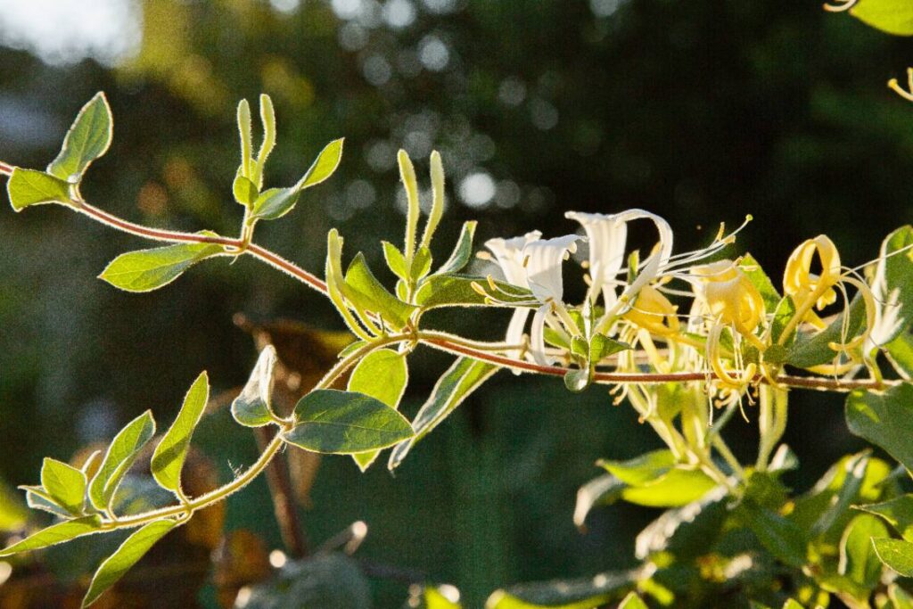 Un chèvrefeuille en fleur dans le jardin