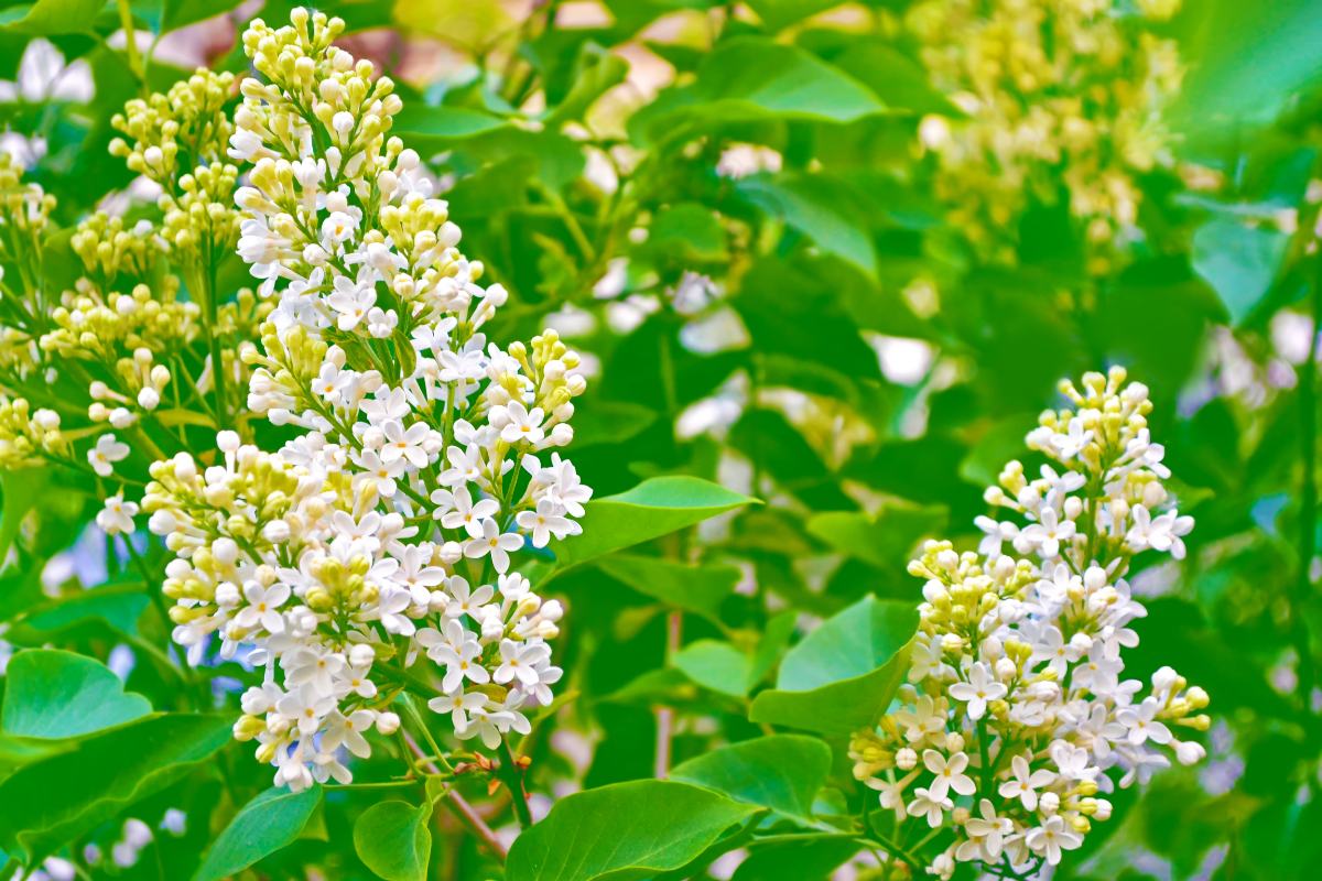 Fleurs de lilas blanches dans le jardin