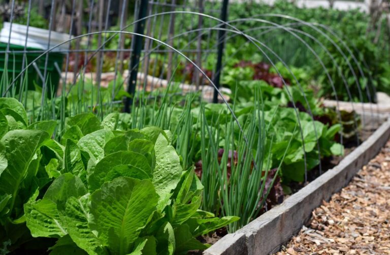 Des légumes verts cultivés dans le potager