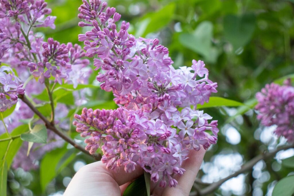 Main prenant des fleurs de lilas