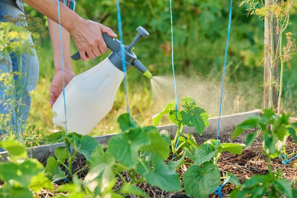 Mains pulvérisant ses jeunes plants de concombre