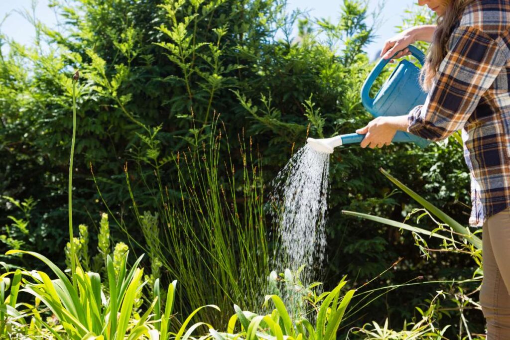 Une personne arrosant ses plantes dans le jardin