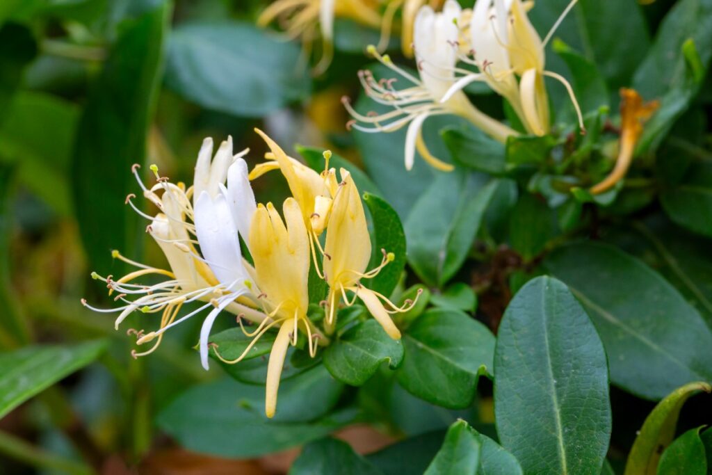 Une plante de chèvrefeuille en floraison